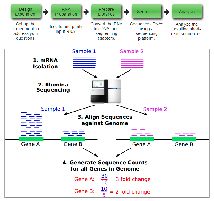 mRNA-seq数据分析流程技术